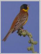 Black-headed Bunting