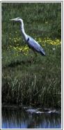Heron