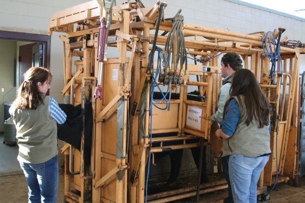 Beef cattle practical.