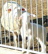 Sheep at the Woodford County Farm