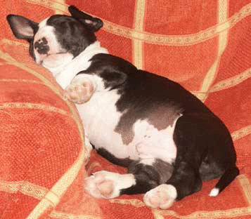 Ukusa Bull Terriers