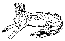 cheetah