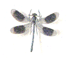 Rkorento.gif (126464 bytes)