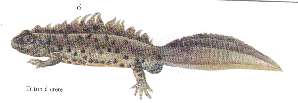 Rlisko.gif (327635 bytes)