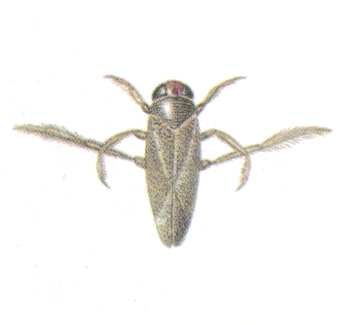Rmallu.gif (45653 bytes)