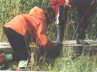 lam3.gif (39500 bytes)