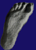 Footprint