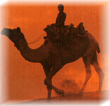 Boy on camel