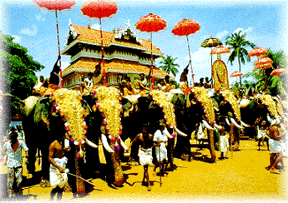 Temple elephants, Trichur