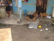 Seis perros adultos en esta casa sufrieron de la inundacin