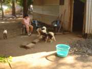 Cinco hermosos perros viviendo a orillas de la carretera