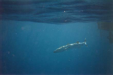 Barry the monster barracuda