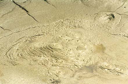 Bubbling mud pool at Whakarewarewa
