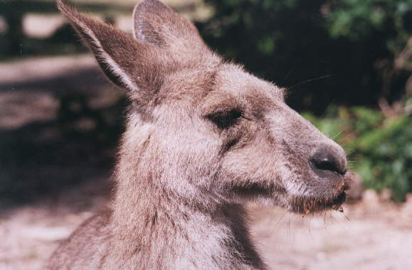 Photography isn't allowed at Penguin Parade, so here's a photo of a kangaroo with chocolate round its mouth.