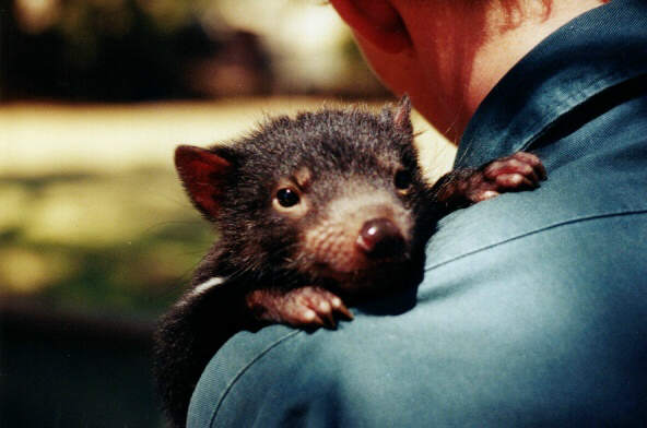 Tasmanian Devil