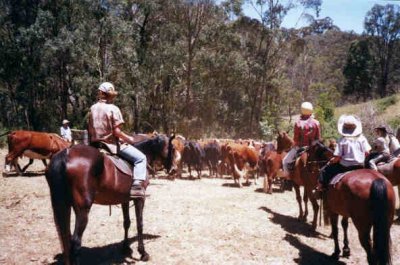 Mustering the cattle