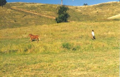 Pieter was last seen disappearing over the hills into the sunset...