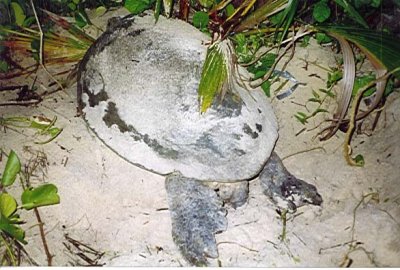 The turtle covers up its eggs