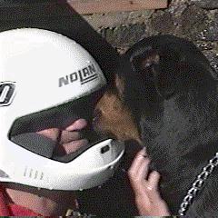 Gone to the dogs