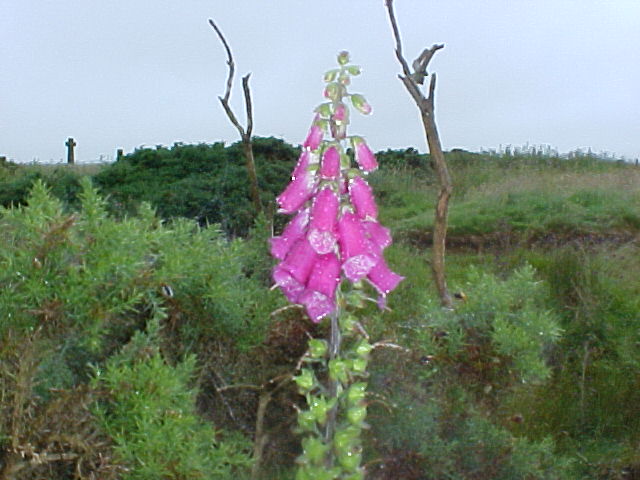 Altimarlach cross in the background
