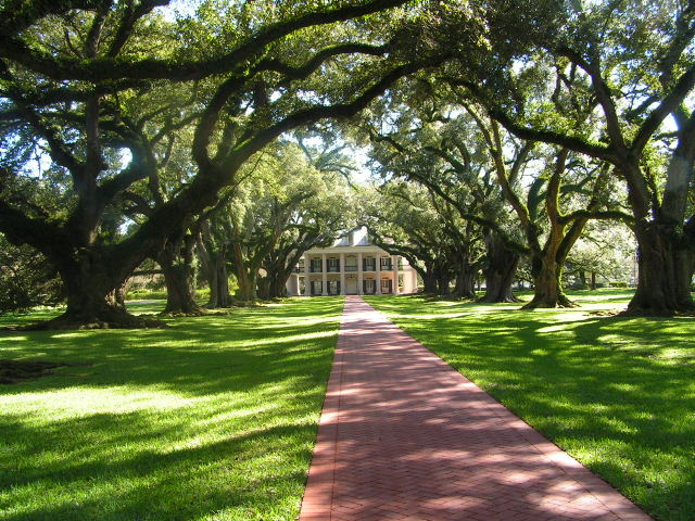 Through the Live Oaks (Oak Alley Plantation)