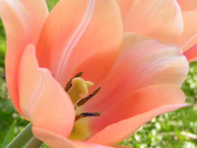Peach Tulips