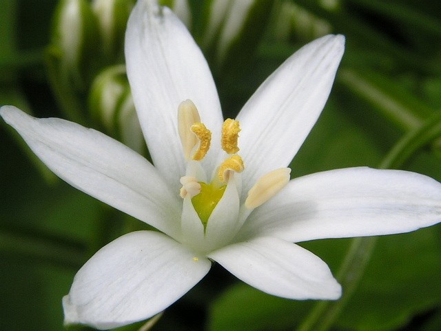 Star of Bethlehem