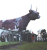cows
