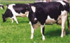 cows