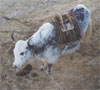 Yak