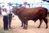 CowGirls with Mr Bull