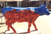cows