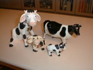 cows