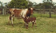 cows