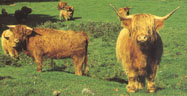 cows