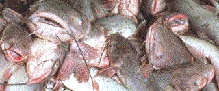 [Catfish]