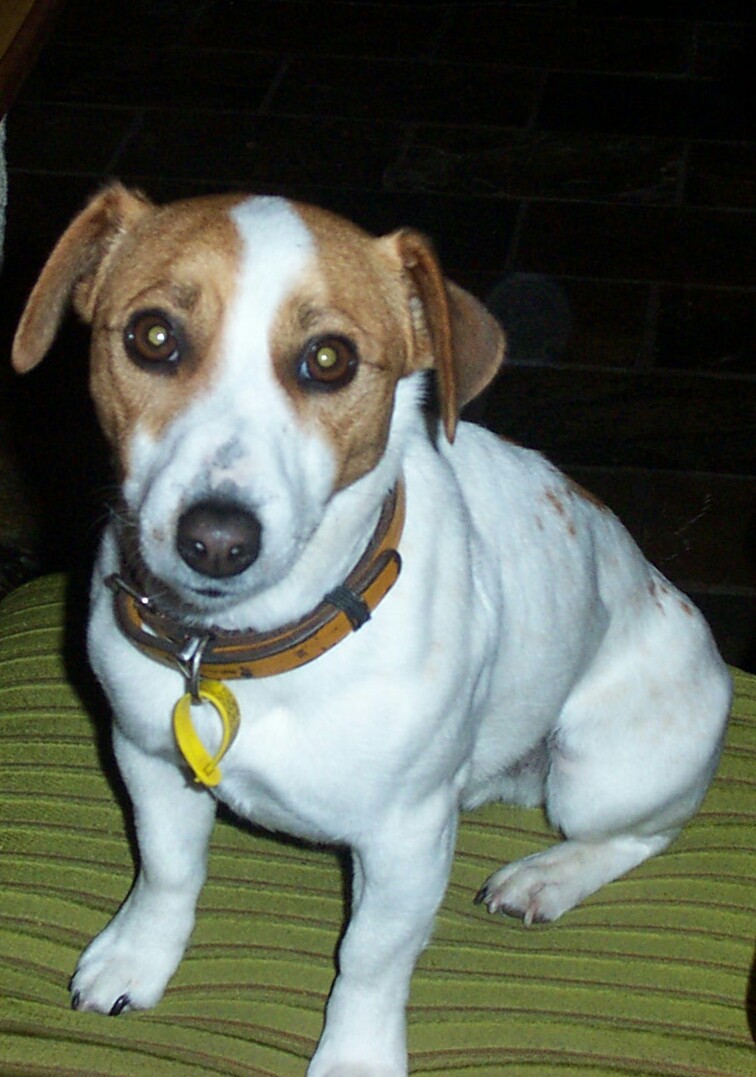Angus