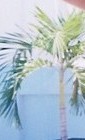 a tree?