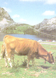 VACA ASTURIANA