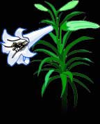 easterlillyblck.JPG (10632 bytes)