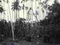 Friendship Highway work around/thru jungles of Thailand

                           in 1963
