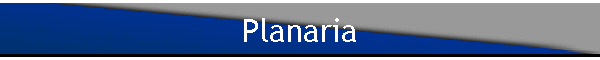 Planaria