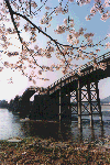 Kintai w/ cherry blossoms. A. Vashro