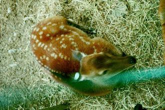 Deer