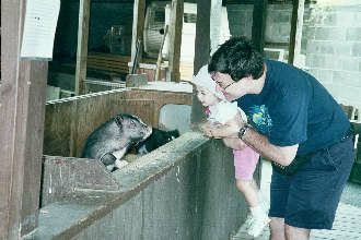 pigs