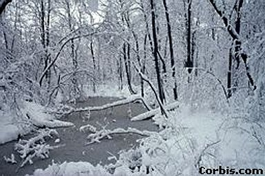 snowy woods