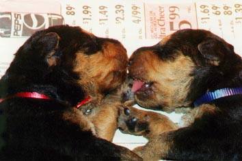 © Ratatat airedales