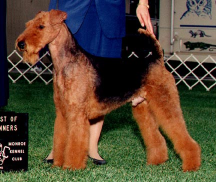 © Ratatat airedales