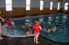 pool_party.jpg (72916 bytes)