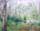 Spring Forest